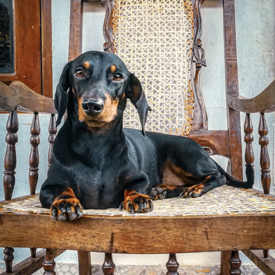 black and tan dachshund on a chair